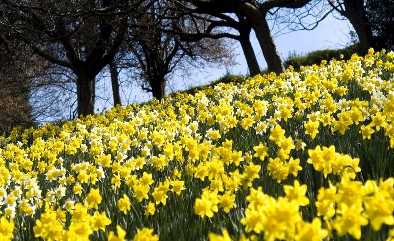 Yellow Daffodils in Field — Serene, Spring, Photograph, Trees