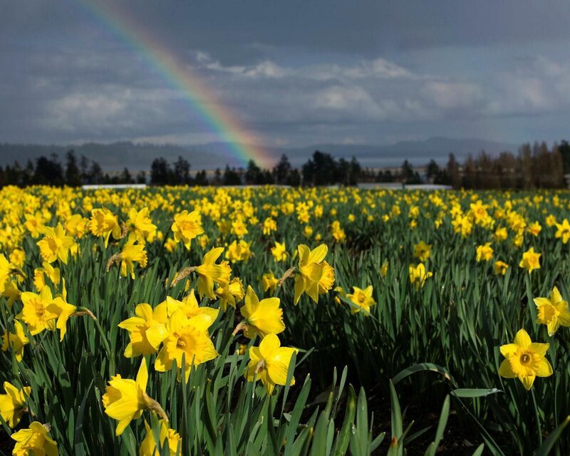 Yellow Daffodils in Field — Serene, Spring