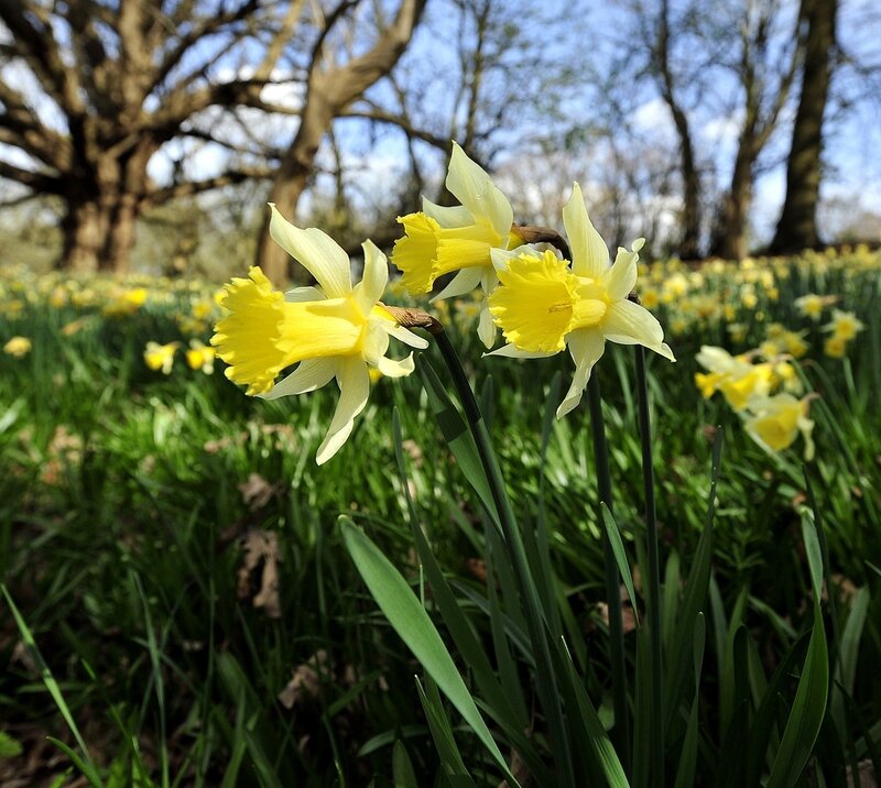Yellow Daffodils in Field — Serene