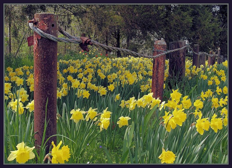 Yellow Daffodils in Field
