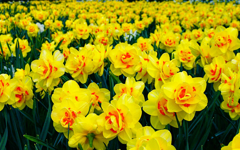 Yellow Daffodils in Field — Vibrant