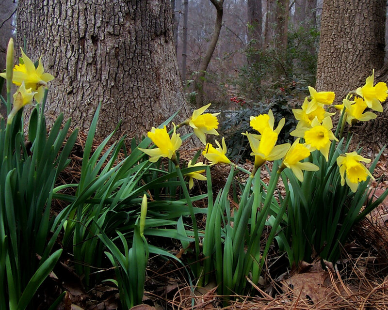 Yellow Daffodils in Forest — Serene, Spring
