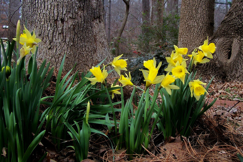 Yellow Daffodils in Forest — Serene