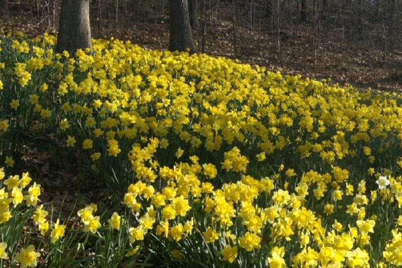 Yellow Daffodils in Forest