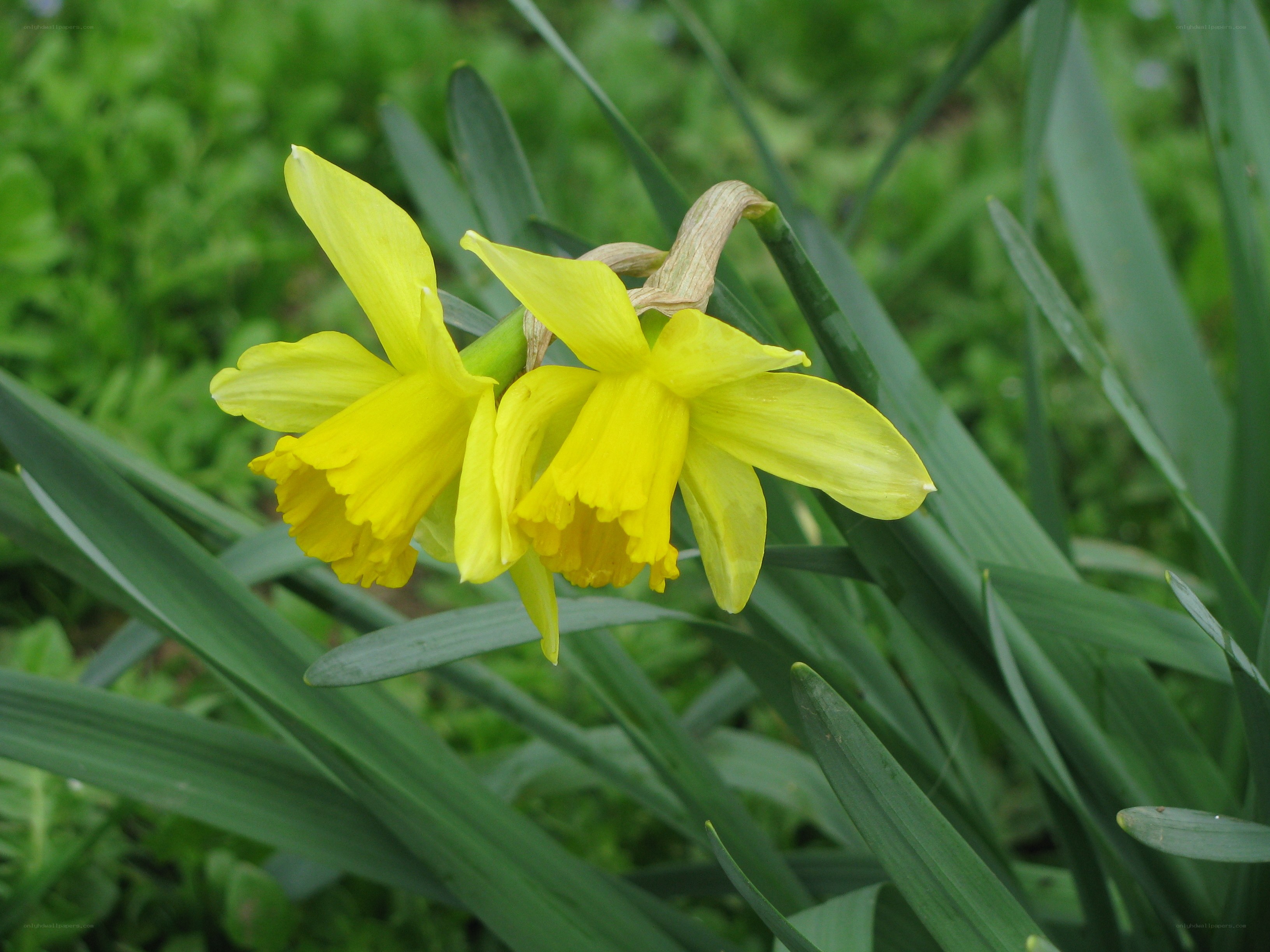 Yellow daffodils in garden
