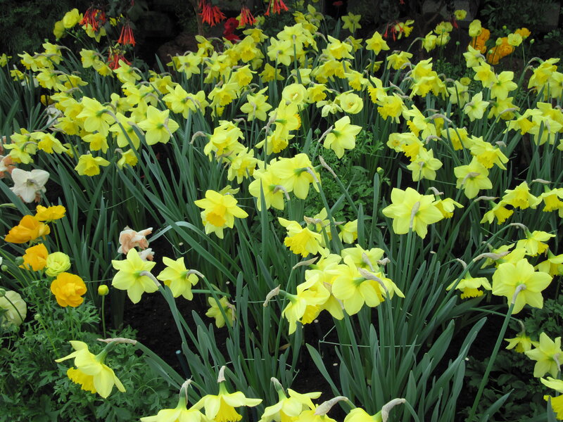 Yellow Daffodils in Garden — Bright, Spring, Photograph, Green Leaves