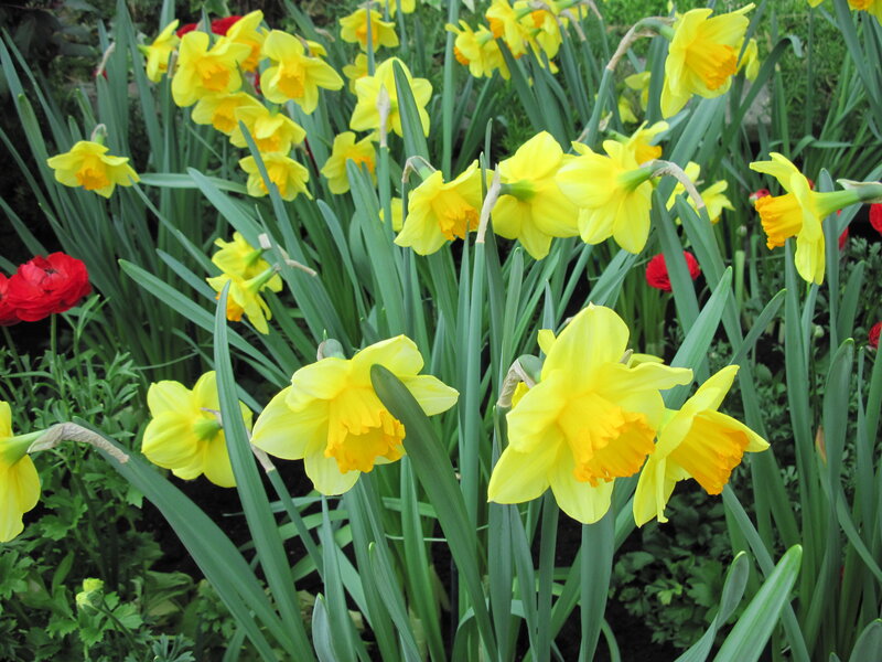 Yellow Daffodils in Garden — Bright, Spring, Photograph