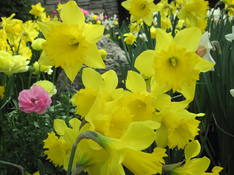 Yellow Daffodils in Garden — Bright, Spring