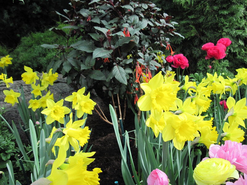Yellow Daffodils in Garden — Bright