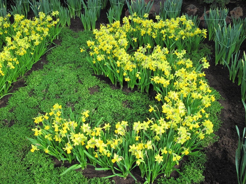 Yellow Daffodils in Garden — Calm, Spring, Photograph, Green Foliage