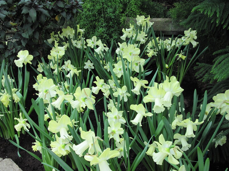Yellow Daffodils in Garden — Calm, Spring, Photograph, Green Leaves