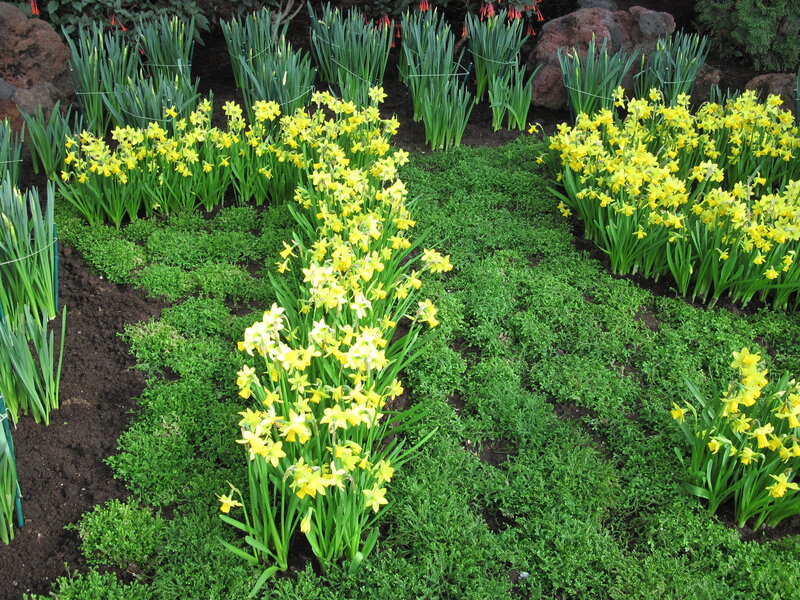 Yellow Daffodils in Garden — Calm, Spring, Photograph, Green Plants, Soil