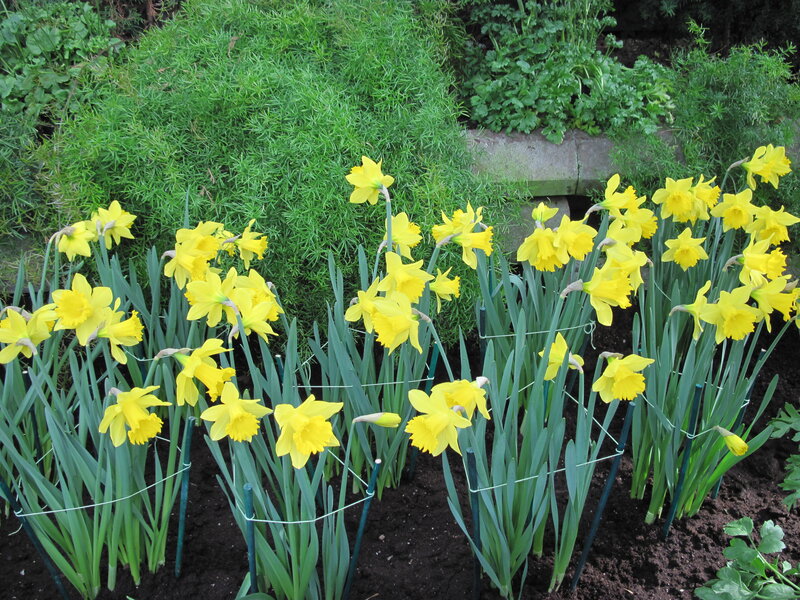 Yellow Daffodils in Garden — Calm, Spring, Photograph, Green Plants