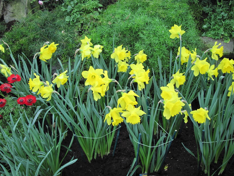 Yellow Daffodils in Garden — Calm, Spring, Photograph, Red Poppies