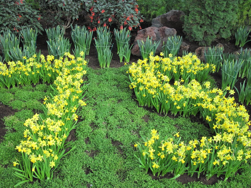 Yellow Daffodils in Garden — Calm, Spring, Photograph