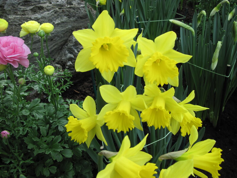 Yellow Daffodils in Garden — Calm, Spring