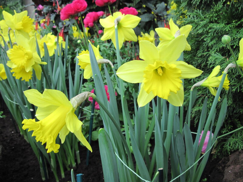 Yellow Daffodils in Garden — Calm
