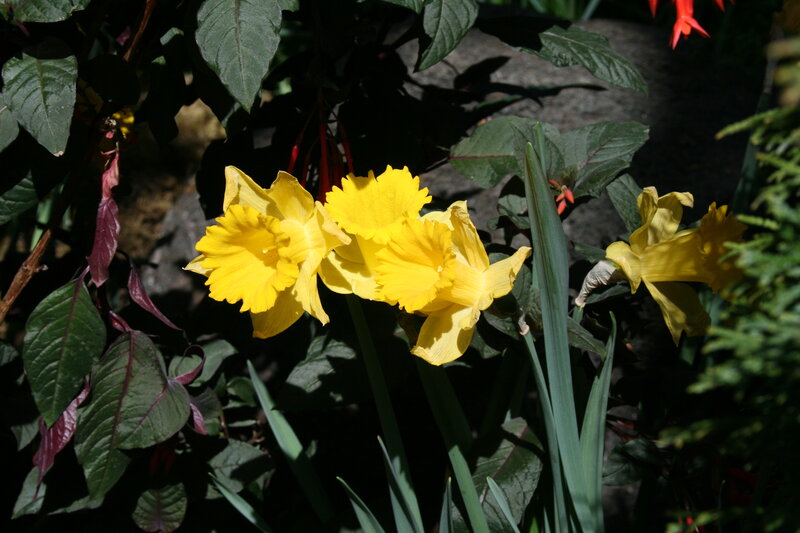 Yellow Daffodils in Garden — Natural, Afternoon