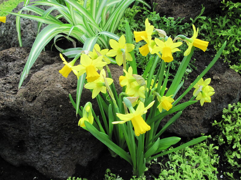 Yellow Daffodils in Garden — Natural