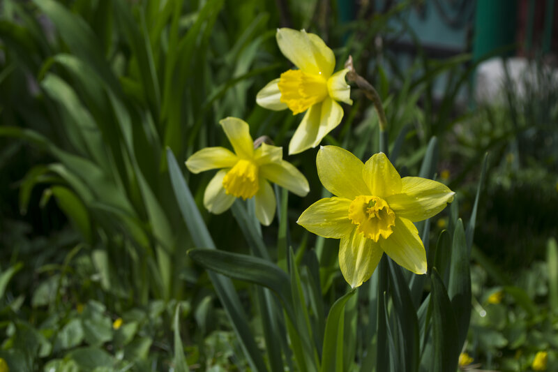 Yellow Daffodils in Garden — Serene, Spring, Photograph, Green Leaves