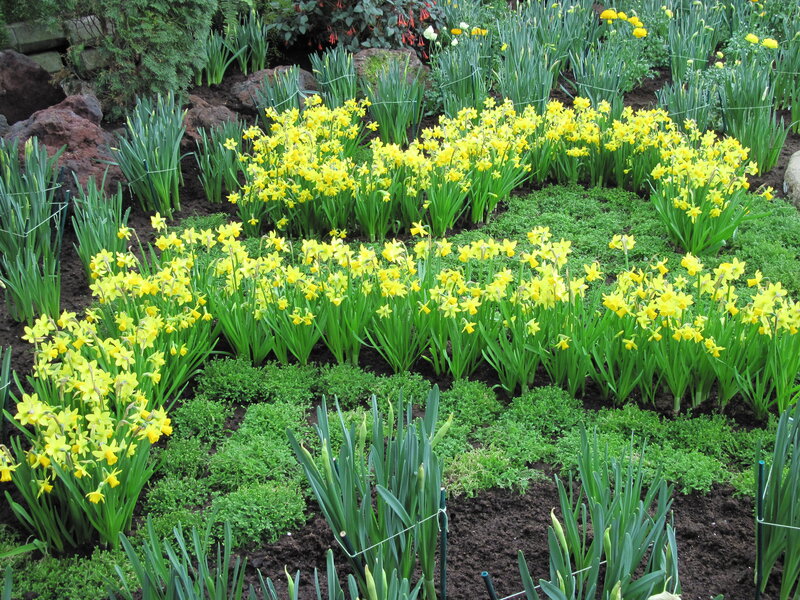 Yellow Daffodils in Garden — Serene, Spring, Photograph, Green Plants
