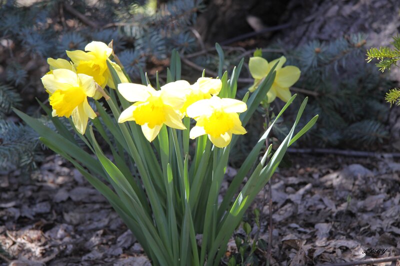 Yellow Daffodils in Garden — Serene, Spring, Photograph, Pine Branches