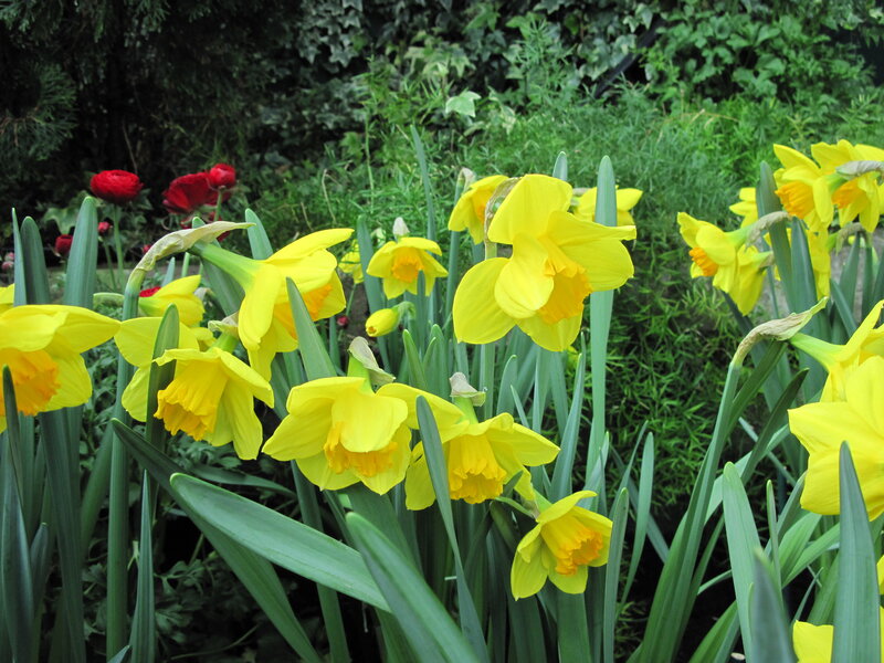 Yellow Daffodils in Garden — Serene, Spring, Photograph, Red Flowers