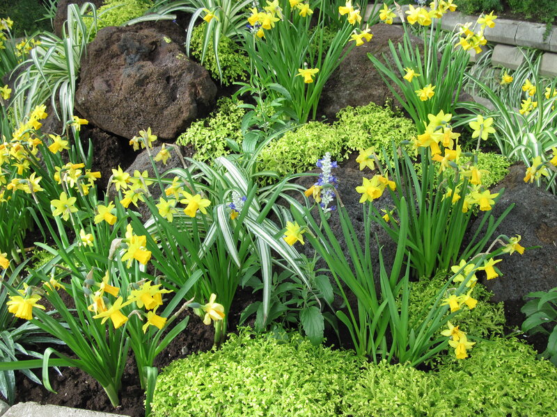 Yellow Daffodils in Garden — Serene, Spring, Photograph, Rocks, Green Plants