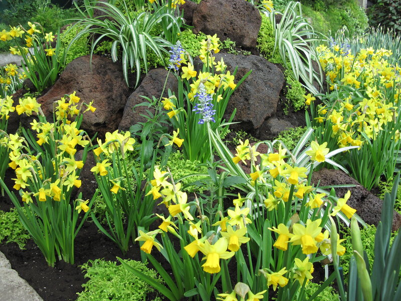 Yellow Daffodils in Garden — Serene, Spring, Photograph, Rocks