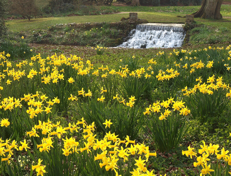 Yellow Daffodils in Garden — Serene, Spring, Photograph, Stream