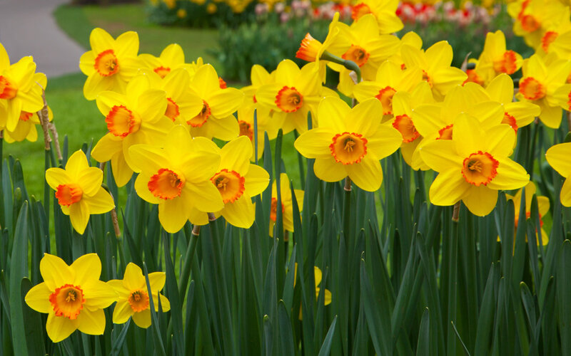 Yellow Daffodils in Garden — Serene, Spring, Photograph