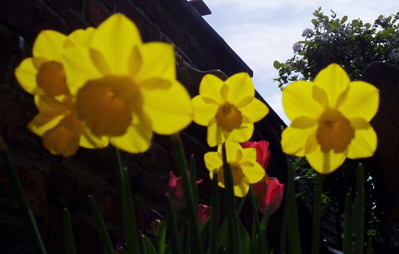 Yellow Daffodils in Garden — Serene, Spring, Photograph, Tulips