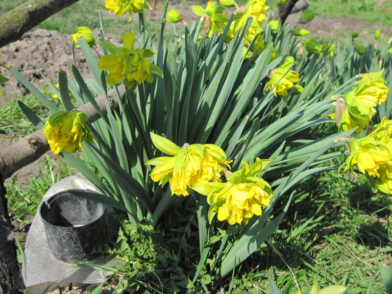Yellow Daffodils in Garden — Serene