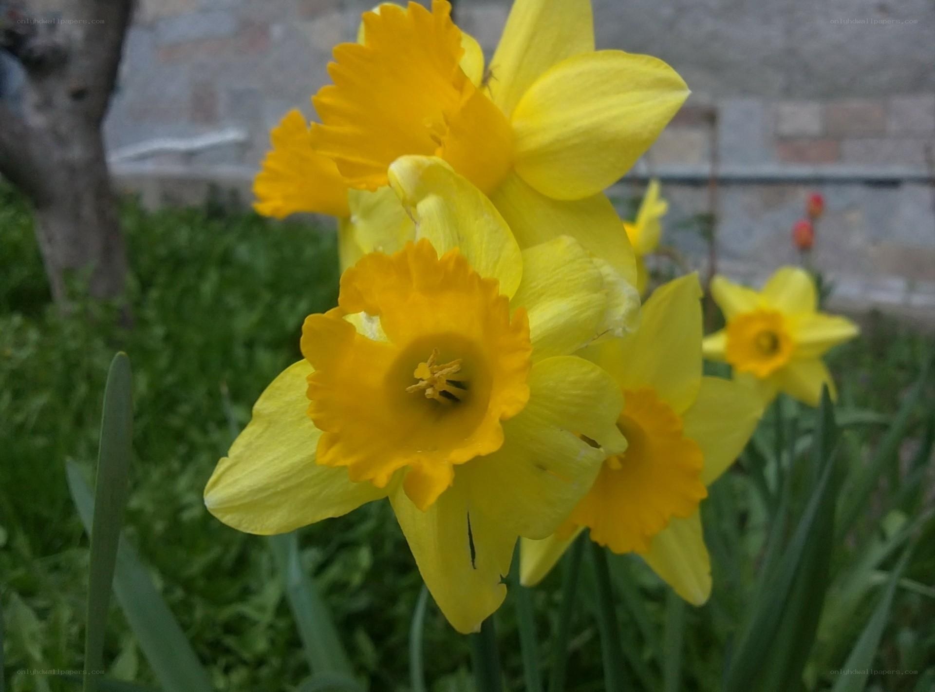 Yellow daffodils in garden