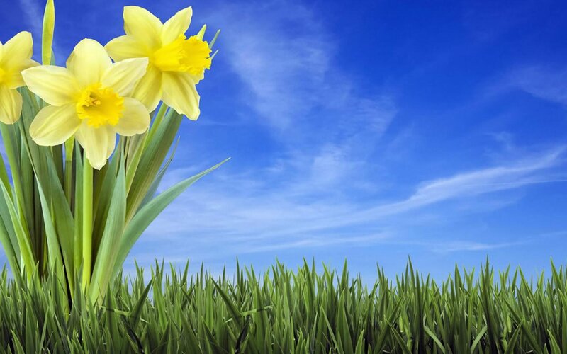 Yellow Daffodils in Grass — Blue
