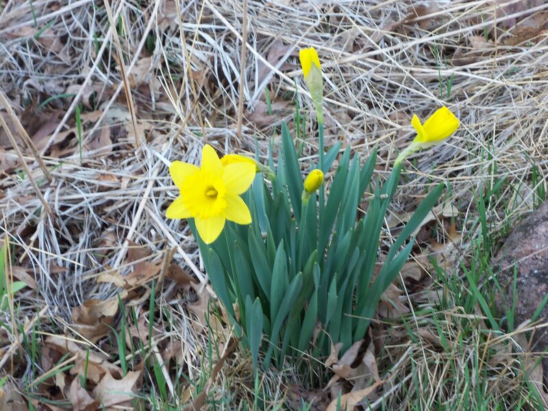 Yellow Daffodils in Grass — Calm