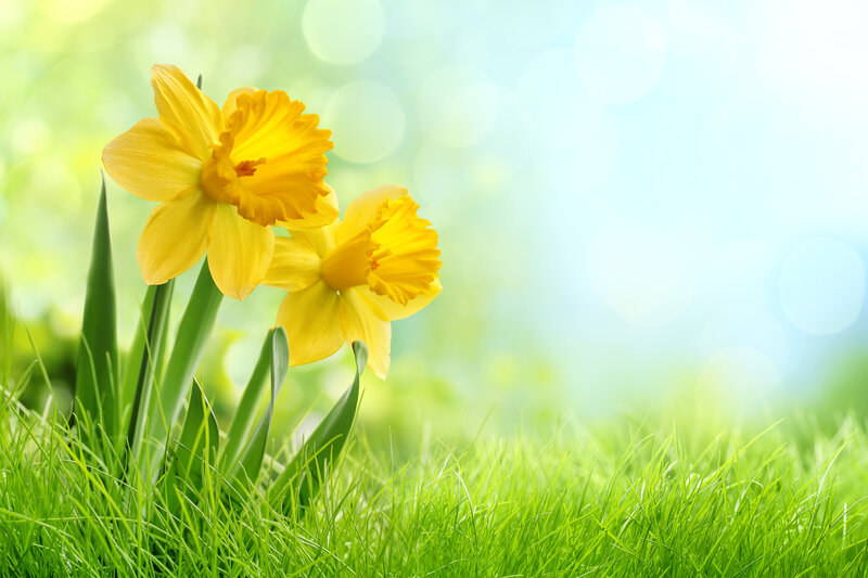 Yellow Daffodils in Grass — Green, Serene, Spring, Photograph
