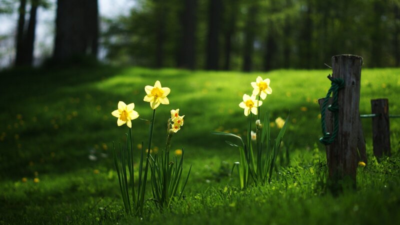 Yellow Daffodils in Grass — Green, Serene, Spring