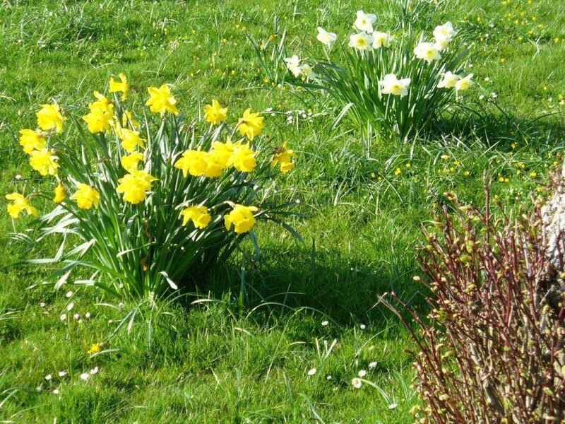 Yellow Daffodils in Grass — Green, Serene