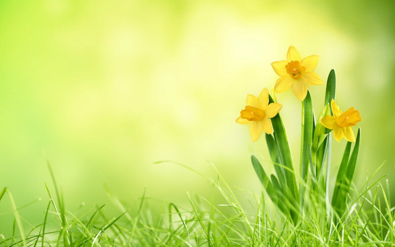 Yellow Daffodils in Grass — Serene, Spring