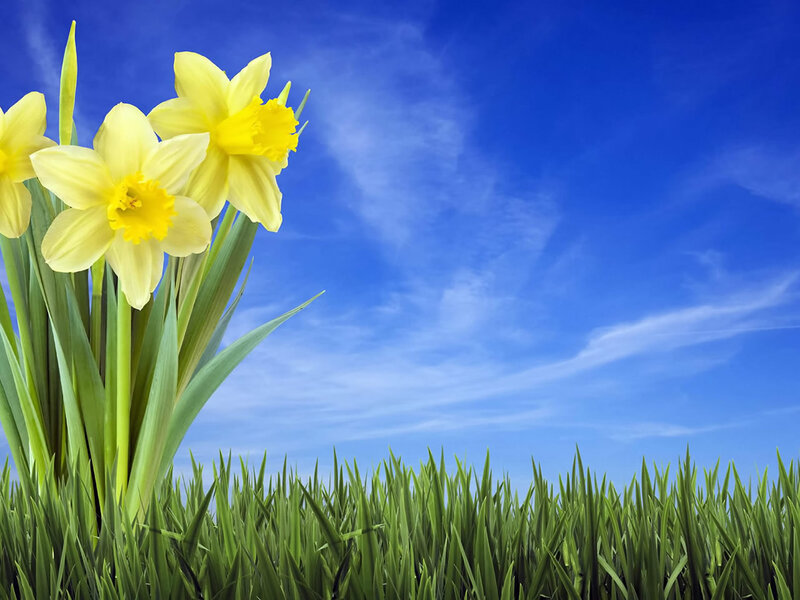 Yellow Daffodils in Grass — Serene