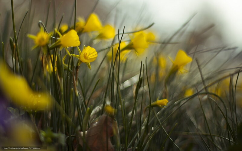 Yellow daffodils in grass