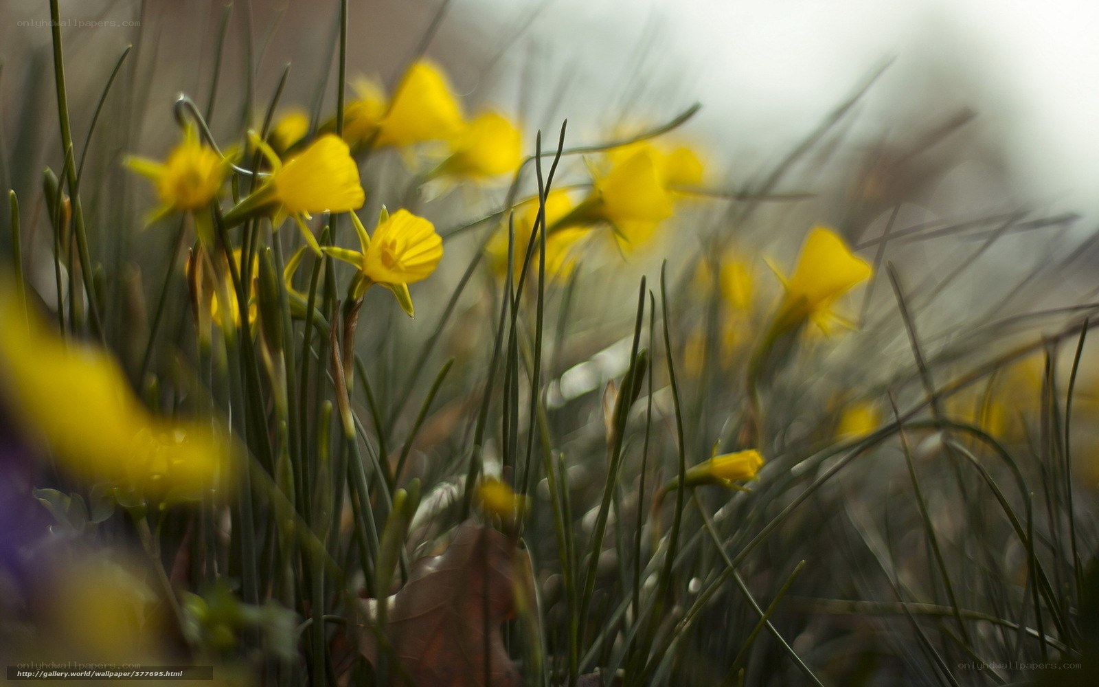 Yellow daffodils in grass