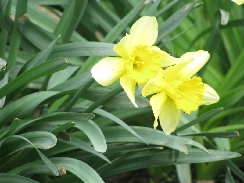 Yellow daffodils in green foliage