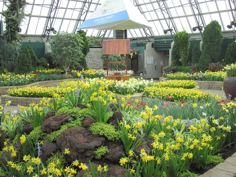 Yellow Daffodils in Greenhouse