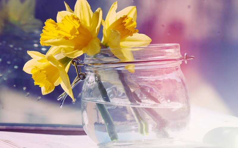 Yellow Daffodils in Jar