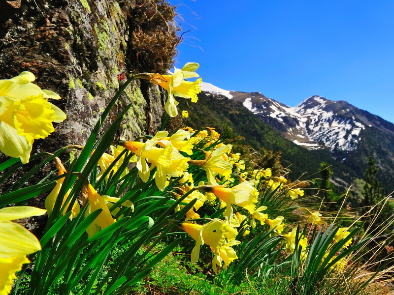 Yellow Daffodils in Mountains