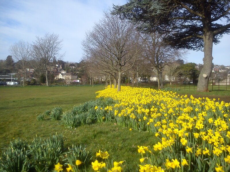 Yellow Daffodils in Park — Serene, Spring