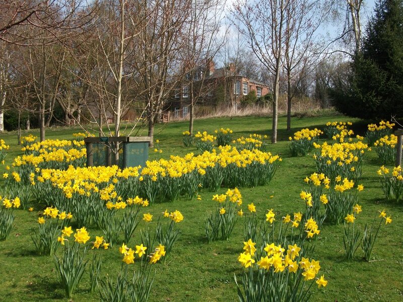 Yellow Daffodils in Park — Serene