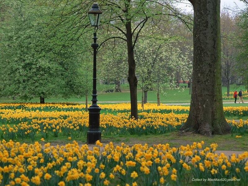 Yellow Daffodils in Park